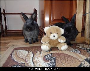 Foto mit Teddy-fullsizeoutput_4ab.jpg