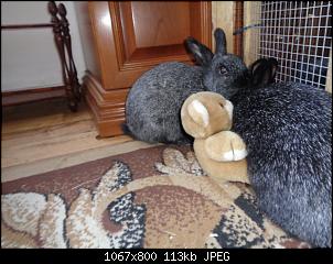 Foto mit Teddy-fullsizeoutput_4aa.jpg
