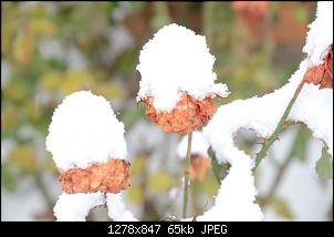 Veilchen-Buddler-fsc_7314.jpg