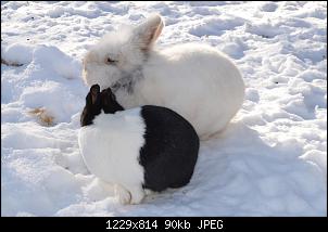 Veilchen-Buddler-fsc_7386.jpg