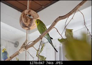 Veilchen-Buddler-fsc_7430.jpg