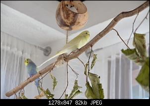Veilchen-Buddler-fsc_7422.jpg