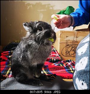 Chibi und Merlin-img_20210215_221323.jpg