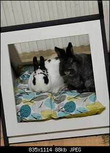 Chibi und Merlin-img_20210317_200004.jpg