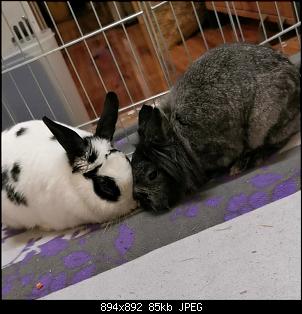 Chibi und Merlin-img_20210309_230522.jpg