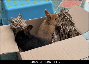 Hallo zusammen! :-)-a9a6f39a-db7d-4362-b971-118330b3f107.jpeg