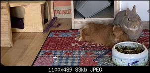 Morgenstern-f756f1db-3b58-4d2e-80a0-ca72baed18bf.jpg