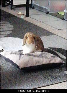 Ein Bunbun kommt selten allein-img-20210618-wa0009.jpg