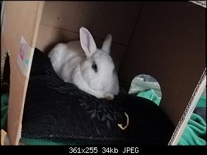 Ein Bunbun kommt selten allein-jero-kissen.jpg
