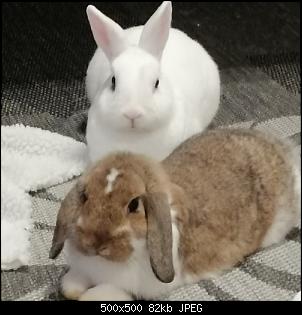 Ein Bunbun kommt selten allein-jero-clyde.jpg