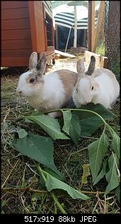 Meine Kanninchen...-speedy-sunny.jpg
