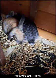 Klicke auf die Grafik f�r eine gr��ere Ansicht

Name:	hops.jpg
Hits:	30
Gr��e:	83,3 KB
ID:	58230