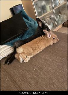 Monty und Wanda mischen jetzt auch mit-1126c1d5-ebe0-475d-a642-3ce90f05c7ed.jpg