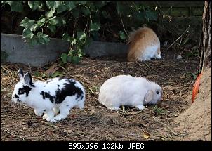 Langj�hriger Ninchen-Besitzer und doch unerfahren-img_7661.jpg