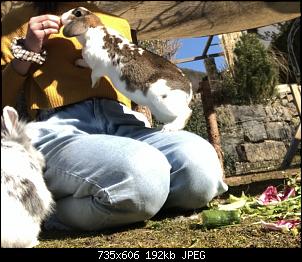 Meine Kaninchen-61083692-346c-4c59-bfc5-865ef4dea7a3.jpeg