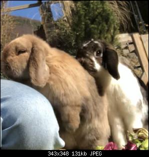 Meine Kaninchen-87bfb1de-0a66-485d-b51d-06d3c362d15f.jpeg