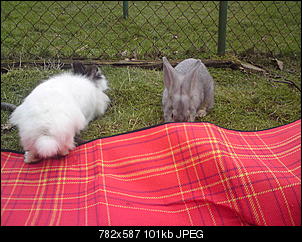 Ein kleines M�rchen....-dsc00728.jpg