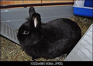 Neues Tierchen - DI�T!!-kaninchen.jpg