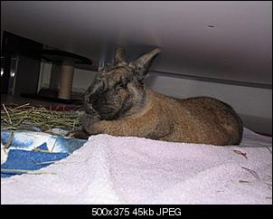 Aus 4 werden 5?-alfred-04.03.11-4.jpg