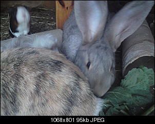 Ein kleines M�rchen....-dsc00858.jpg