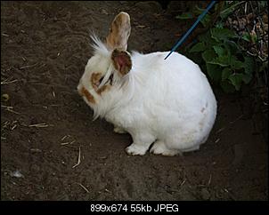 Hallo... TobiasM stellt sich vor-kaninchen_alt.jpg