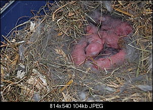 Foto-Tagebuch der Nini-Babys-dsc_4563.jpg