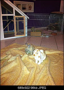 Mr. Lilly und L�ckchen-img_0033.jpg
