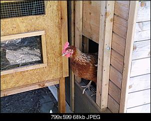 Hallo... TobiasM stellt sich vor-huhn.jpg