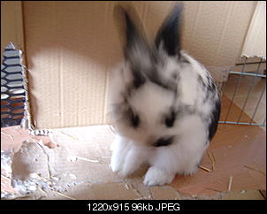 Gizzy und Peppers Bilderthread-dsc01272.jpg