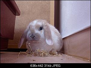 Hallo! =)-dsci0057.jpg