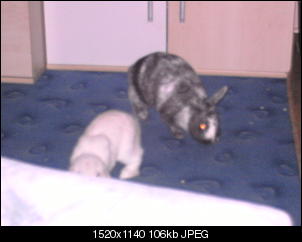 Klicke auf die Grafik f�r eine gr��ere Ansicht

Name:	PICT1756.jpg
Hits:	75
Gr��e:	106,3 KB
ID:	7314