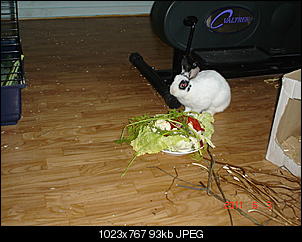meine zwei-dsc00461.jpg