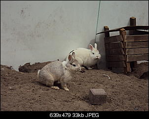 Guten Tag aus Hessen von Stacy, Blue und Pebbles-dsc00868.jpg