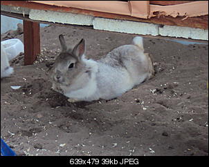 Guten Tag aus Hessen von Stacy, Blue und Pebbles-dsc00914.jpg