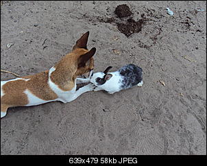 Guten Tag aus Hessen von Stacy, Blue und Pebbles-dsc00897.jpg