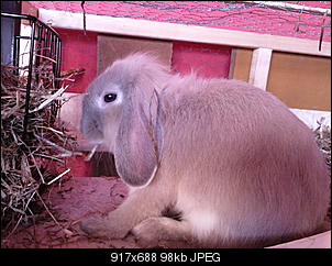 Fotothread der Schnuppernasen-foto1122.jpg