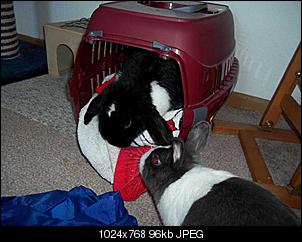 Shiro und Anju -> 2 Zicken auf 4 Pfoten-100_1060.jpg