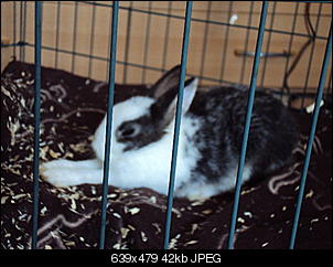 Pebbles mal "normal" ^^-dsc00933.jpg