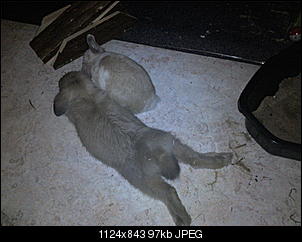Fotothread der Schnuppernasen-foto1152.jpg