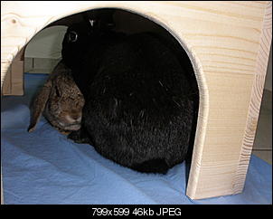 Grisu und Honey-110702008hkoj.jpg