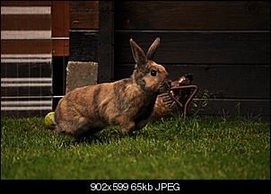 Neuzug�nge-dsc_7077_1.jpg