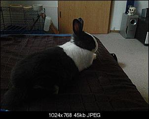 Shiro und Anju -> 2 Zicken auf 4 Pfoten-foto0005.jpg