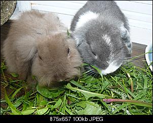 Taras Thread f�r Bella nd Henry-bundh3.jpg