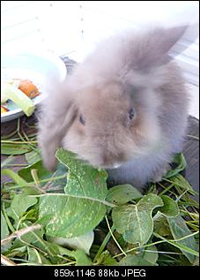 Taras Thread f�r Bella nd Henry-bella4.jpg