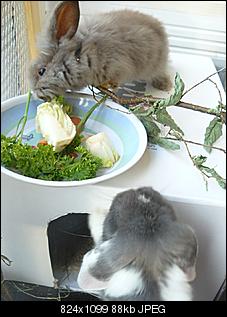 Taras Thread f�r Bella nd Henry-bundh2.jpg