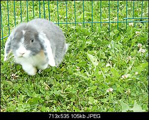 Taras Thread f�r Bella nd Henry-henry6.jpg