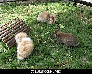 Sie sind da, sie sind da...-trio-im-au%DFengehege.jpg
