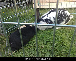 Gestern aus dem Tierheim geholt-2011-07-28_10-43-26_280720111323.jpg