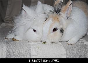 HAPPY ENDING f�r Josy und Snoopy-traumpaar1.jpg