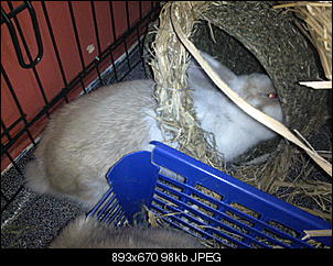 Fotothread der Schnuppernasen-foto1288.jpg